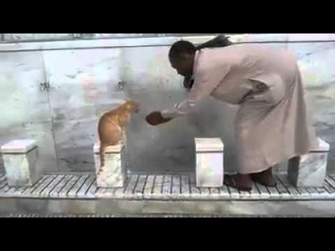 رجل يسقي قطة بيديه داخل الحرم المكي