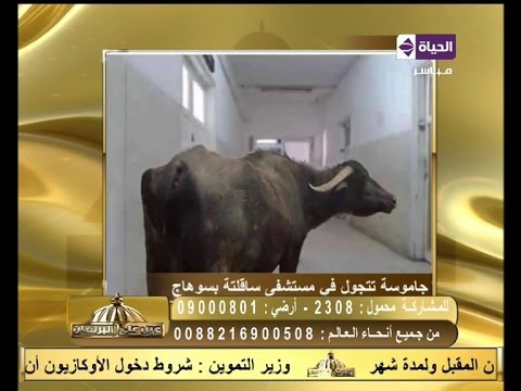 بالصور جاموسة تتجول بأحدى مستشفيات سوهاج وكلب داخل مستشفى مغاغة