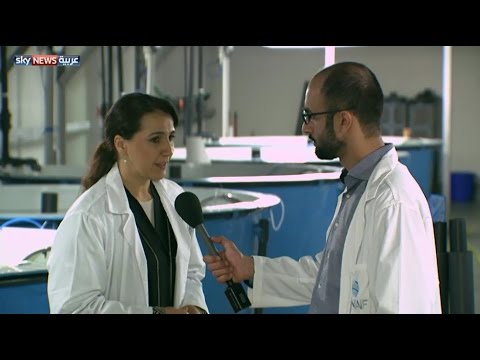 مركز خليفة للأبحاث البحرية ينتج 10 ملايين سمكة بالعام