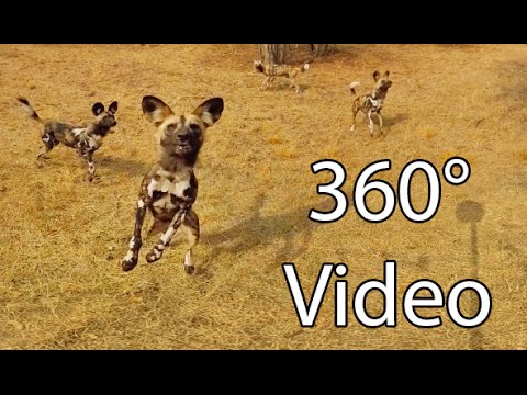 مقطع 360 درجة يضعك وسط مجموعة من الكلاب البرية