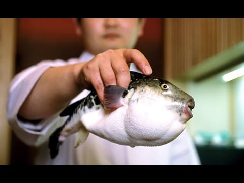 شاهد فوجو السمكة الأكثر فتكًا في العالم