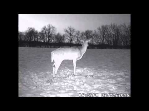 غزال برى يهرب من الصيادين خلال 4 سنوات بـ 3 أرجل