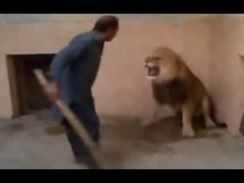 رجل شجاع يواجه أسد بعصا في يده