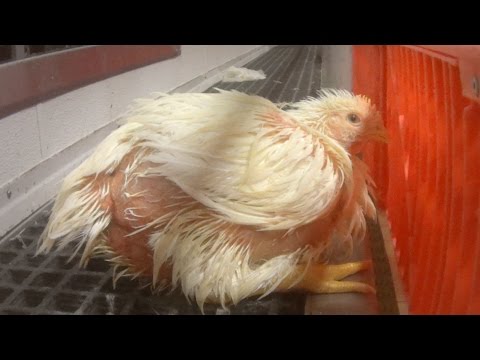 كاميرا سرية تكشف جرائم بشعة فى مسلخ الدجاج