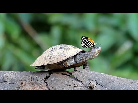 شاهد فراشة تشرب دموع سلحفاة