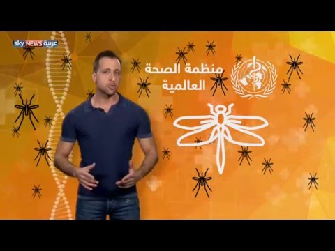 شاهد منظمة الصحة العالمية تواجه وباء زيكا بالحشرات
