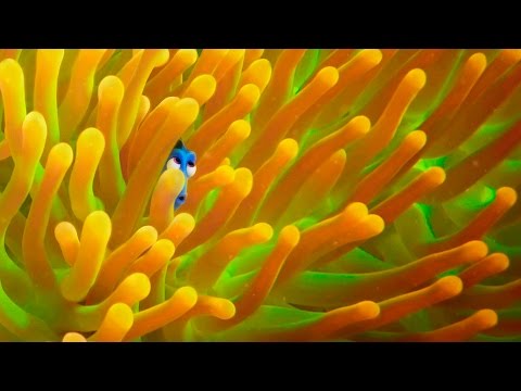 التريللر الرسمى لـfinding dory يحقق مليون ونصف