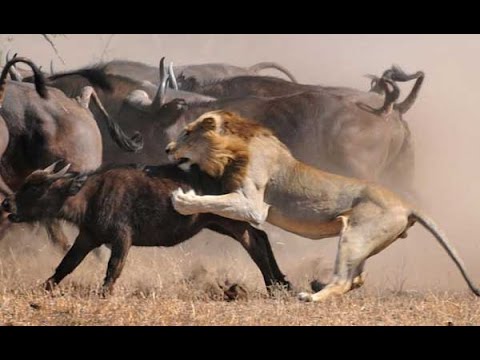 اقوي واجمل لحظات الافتراس في عالم الحيوان