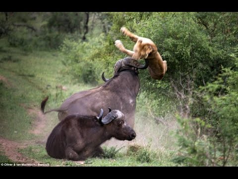 اقوى المقاطع لهجوم حيوانات مفترسة على البشر