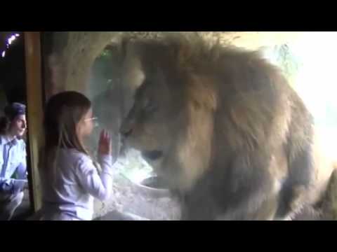 بالفيديو رد فعل أسد بعد تقبيله من فتاة صغيرة