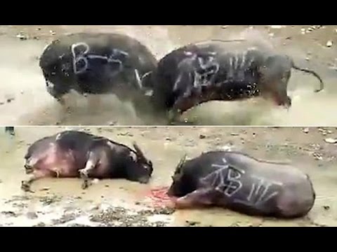 وحشية البشر تقتل جاموستين بمجرد بدء المصارعة