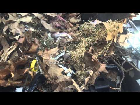 شاهد أنثى سنجاب تلد وتكون أسرة فوق محرك سيارة