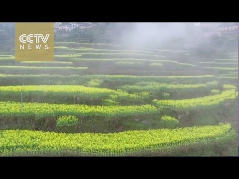 شاهد تصوير جوي يبرز جمال مدرجات زهور الزيت