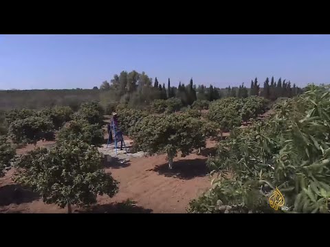 شاهد موسم جني زهر البرتقال وتقطيره في تونس