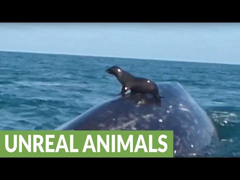 بالفيديو أطرف مواقف حيوانات الغابة لحظة سقوط فيل صغير من أعلى منحدر