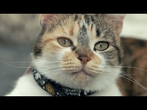 شاهد دراسة سويدية لمعرفة أبجدية لغة القطط