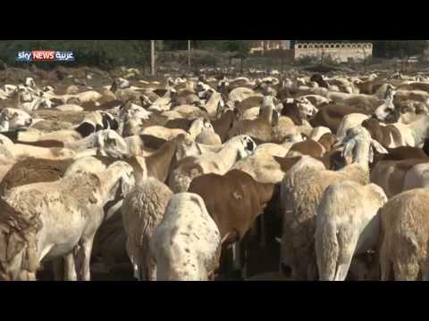 بالفيديو 6 مليارات دولار استثمارات إماراتية في السودان