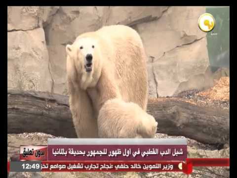 بالفيديو شبل الدب القطبي في أول ظهور للجمهور في حديقة في ألمانيا