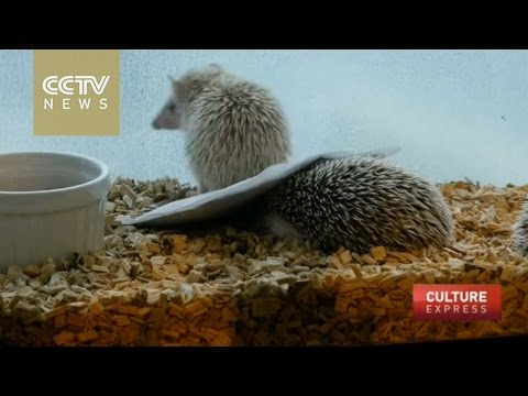 افتتاح مقهى لحيوان القنفذ فى العاصمة اليابانية طوكيو