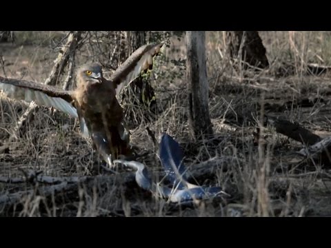  شاهد نسر جائع لم ينجح في صيد كوبرا سامة