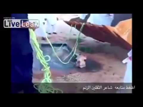 محاولة إنقاذ جمل تنتهي بغرقه بصورة مأساوية
