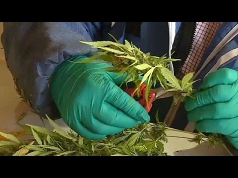 شاهد حقل لزراعة مخدر الماريغوانا في الشيلي