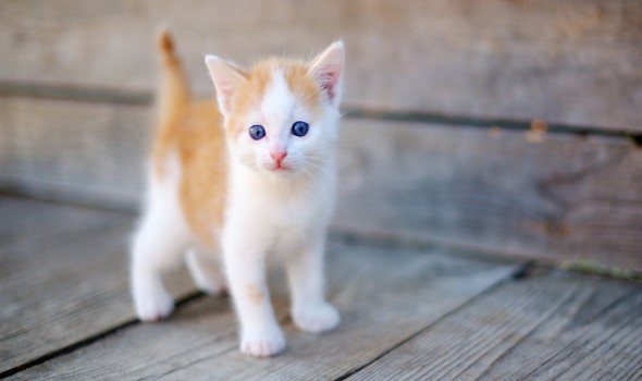  عمان اليوم - تفسير و دلالات رؤية القطة في المنام للمتزوجة