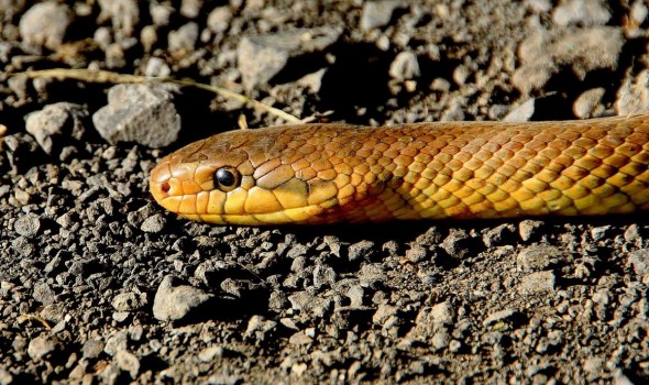  عمان اليوم - لأحلامنا علاقة مباشرة بواقعنا تفسير حلم الثعبان لابن سيرين