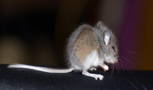  عمان اليوم - تفسير ظهور الفئران في المنام قد يكون مشمئزاً للبعض أو مخيفاً لهم
